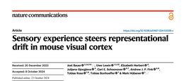 Sensory experience steers representational drift in mouse visual cortex