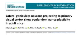 Lateral geniculate neurons projecting to primary visual cortex show ocular dominance plasticity in adult mice