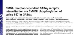 NMDA receptor-dependent GABA sub B sub receptor internalization via CaMKII phosphorylation of serine 867 in GABA sub B1 sub