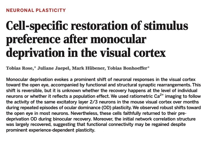 Cell-specific restoration of stimulus preference after monocular deprivation in the visual cortex